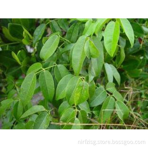Insecticide Pyrethrum Extract With 7% 40% 50% 90% Rotenone
